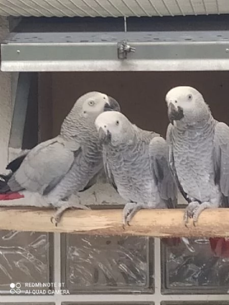 Splendido pappagallo Cenerino in vendita | Foto 0