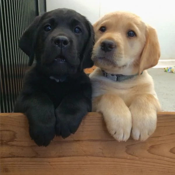 Cuccioli di Labrador retriever