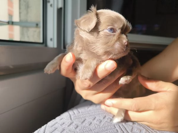 Chihuahua Lilac a pelo lungo con pedigree ENCI