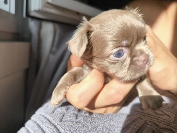 Chihuahua Lilac a pelo lungo con pedigree ENCI | Foto 0