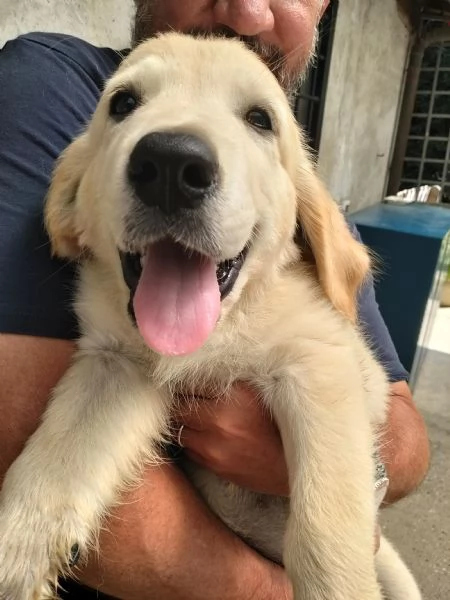 GOLDEN RETRIEVER | Foto 4