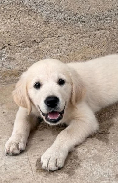 GOLDEN RETRIEVER | Foto 3
