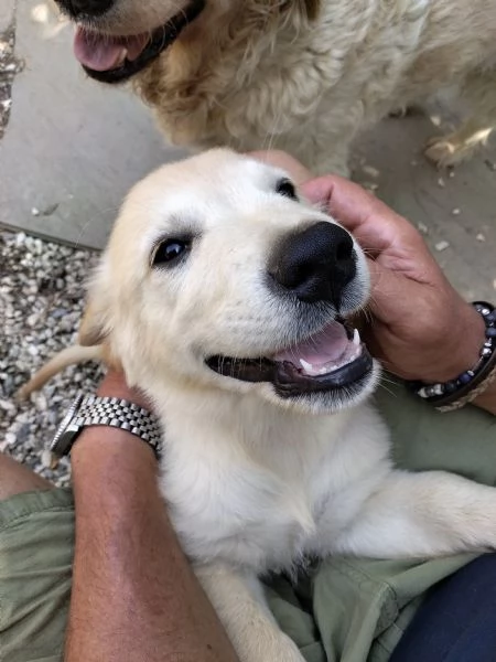 GOLDEN RETRIEVER | Foto 2