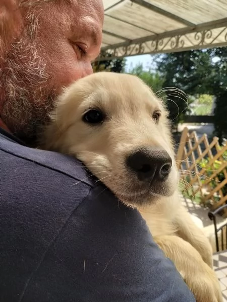 GOLDEN RETRIEVER | Foto 1