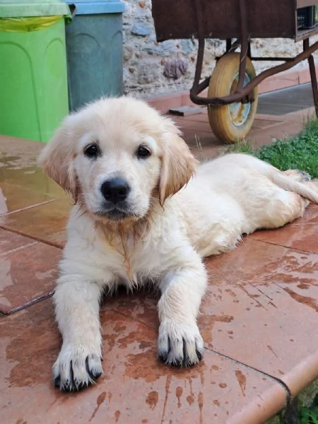 GOLDEN RETRIEVER