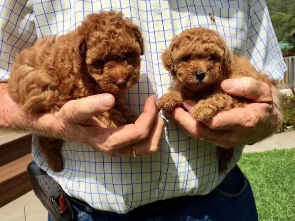 Cuccioli di barboncino in cerca di casa | Foto 1