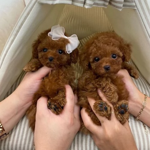Cuccioli di barboncino in cerca di casa