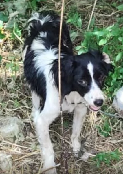 Cucciola meticcia tagli piccola regalasi