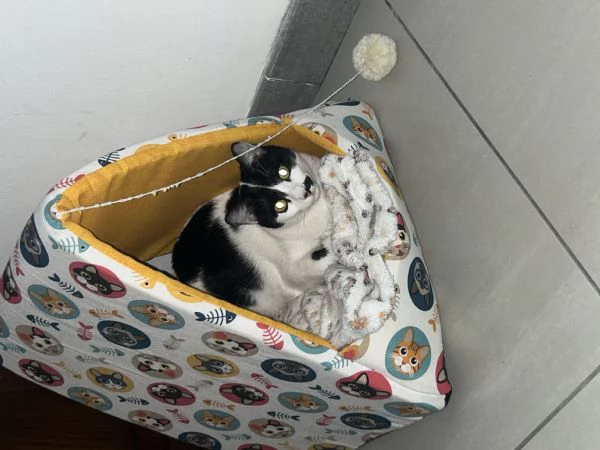 Regalo Gattina razza Europea