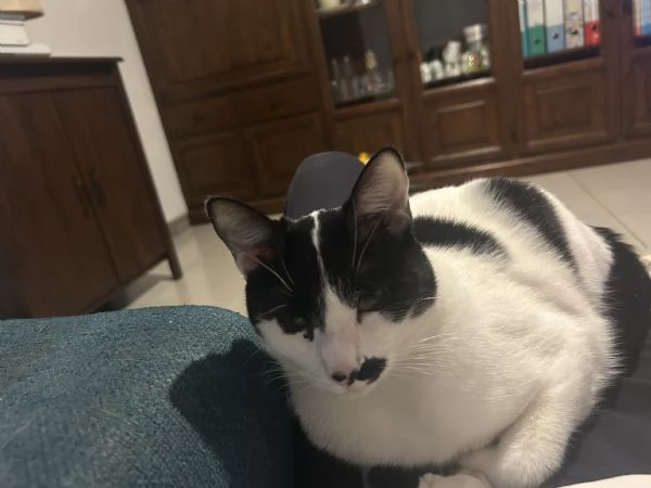 Regalo Gattina razza Europea | Foto 3