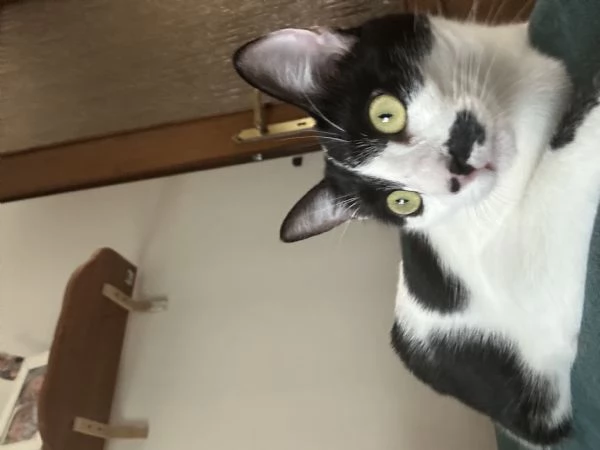 Regalo Gattina razza Europea | Foto 2