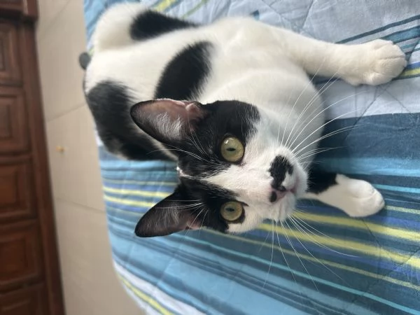 Regalo Gattina razza Europea | Foto 1