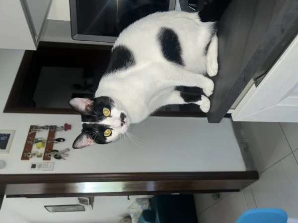 Regalo Gattina razza Europea | Foto 0