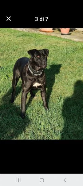 Cuccioli cane corso | Foto 11