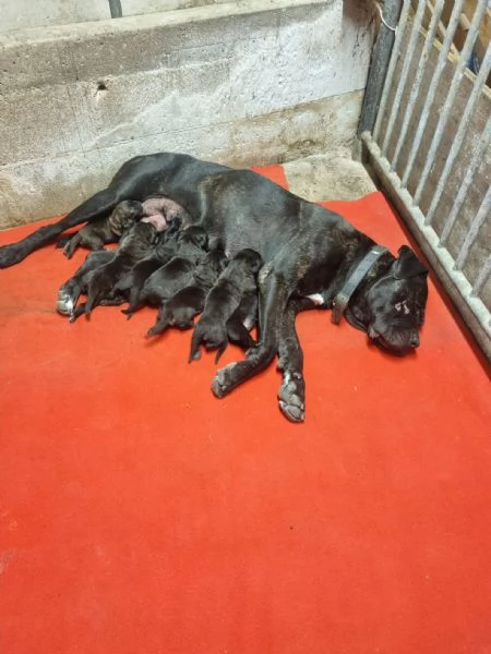 Cuccioli cane corso | Foto 10