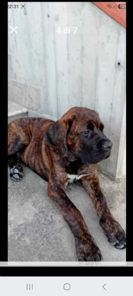 Cuccioli cane corso | Foto 9