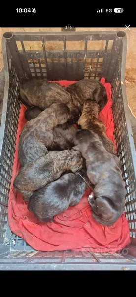 Cuccioli cane corso | Foto 8