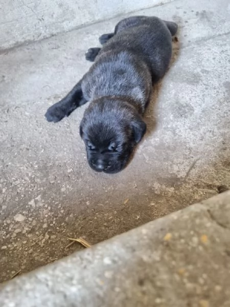 Cuccioli cane corso | Foto 6