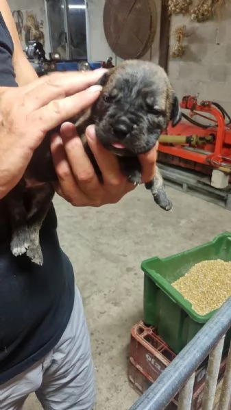 Cuccioli cane corso | Foto 5
