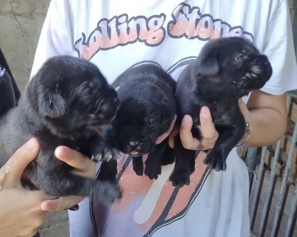 Cuccioli cane corso | Foto 4