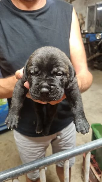 Cuccioli cane corso