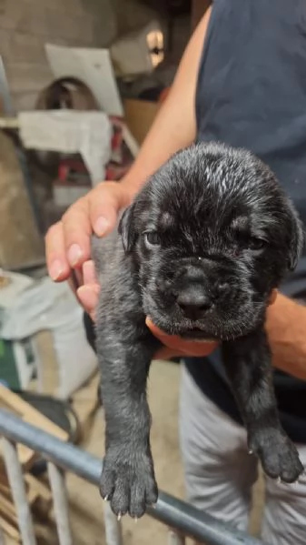 Cuccioli cane corso | Foto 3