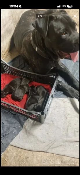 Cuccioli cane corso | Foto 2
