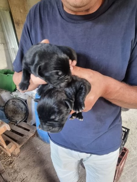 Cuccioli cane corso | Foto 1