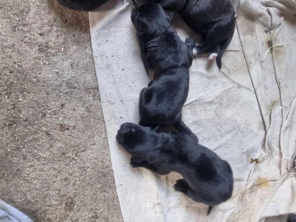 Cuccioli cane corso | Foto 0