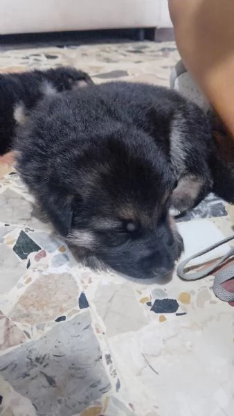 Vendesi cuccioli 