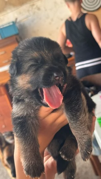 Vendesi cuccioli  | Foto 1