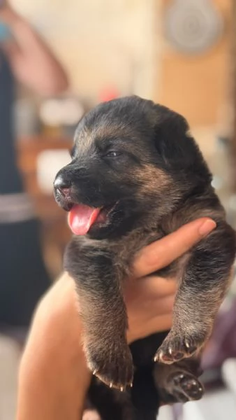 Vendesi cuccioli  | Foto 0