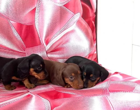 Cuccioli di Bassotto | Foto 1
