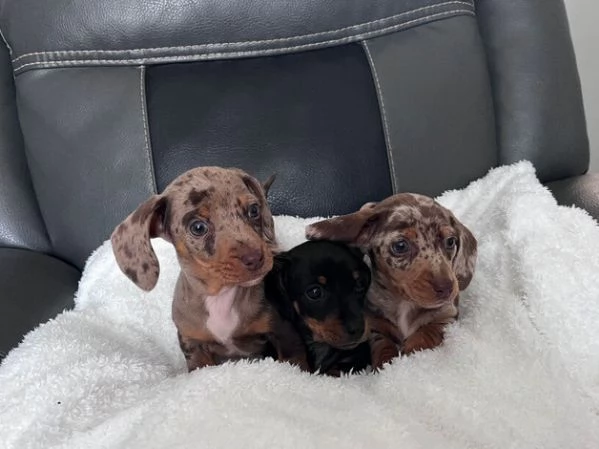 Cuccioli di Bassotto