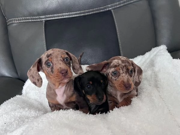 Cuccioli di Bassotto