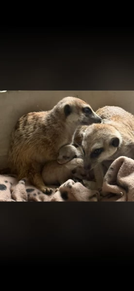 Cuccioli 