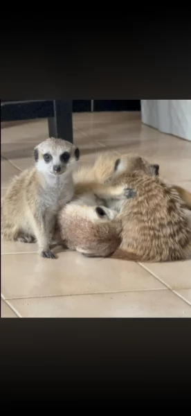 Cuccioli  | Foto 1