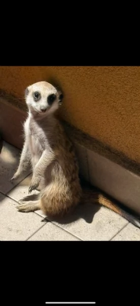 Cuccioli  | Foto 0
