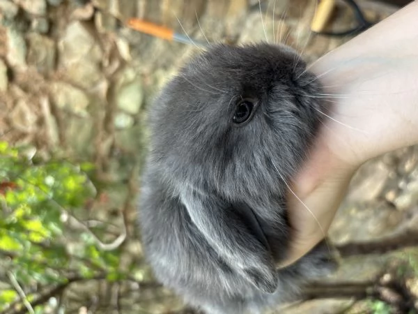 Coniglietto nano ariete | Foto 0