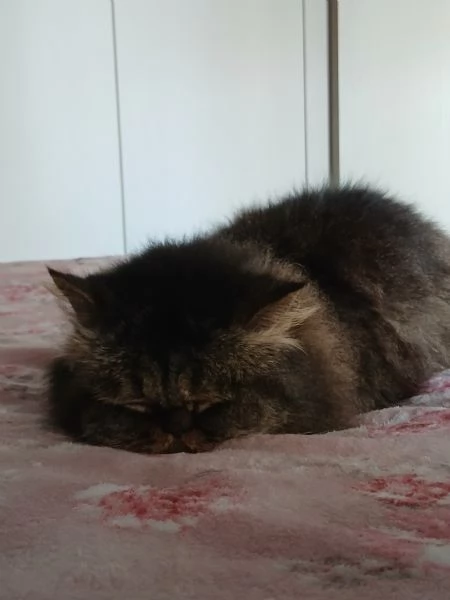 Gatto persiano originale femmina 