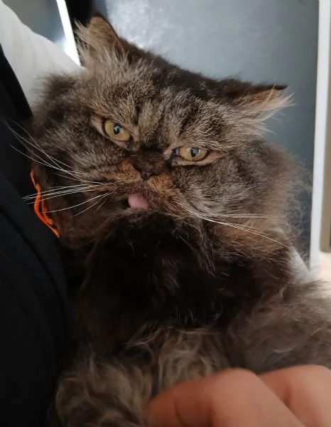 Gatto persiano originale femmina  | Foto 0