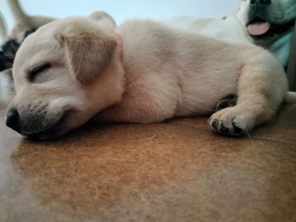 Cuccioli di labrador con pedigree in vendita | Foto 4