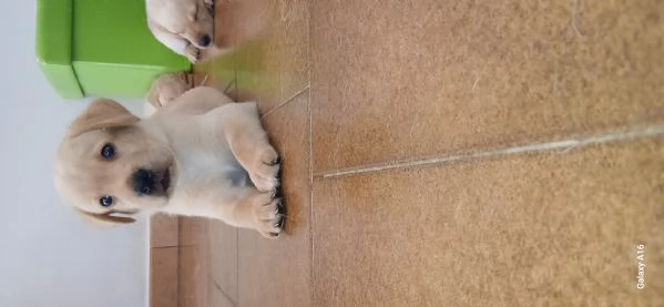 Cuccioli di labrador con pedigree in vendita | Foto 3