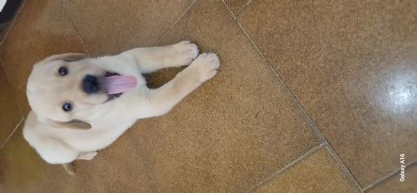 Cuccioli di labrador con pedigree in vendita | Foto 2