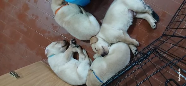 Cuccioli di labrador con pedigree in vendita