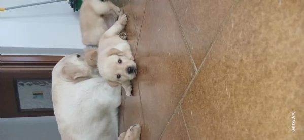 Cuccioli di labrador con pedigree in vendita | Foto 1