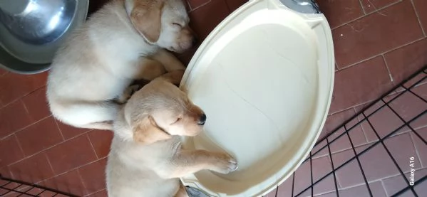 Cuccioli di labrador con pedigree in vendita | Foto 0
