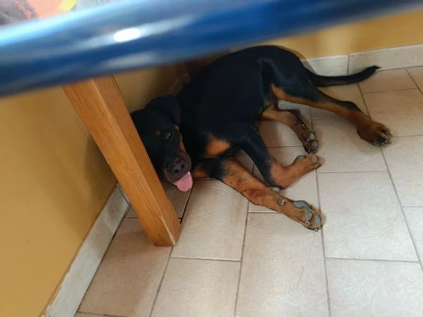 Femmina di rottweiler 7 mesi 