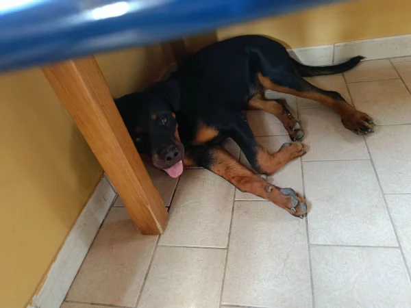 Femmina di rottweiler 7 mesi  | Foto 6
