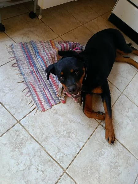 Femmina di rottweiler 7 mesi  | Foto 5